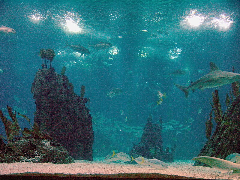 File:2002-10-26 11-15 (Andalusien & Lissabon 295) Lissabon, Oceanário.jpg