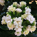 Kalanchoe blossfeldiana