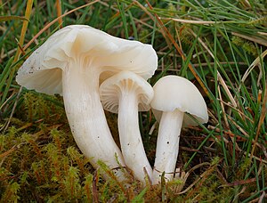 2007-10-20 Cuphophyllus virgineus.jpg