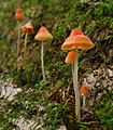 Mycena adonis