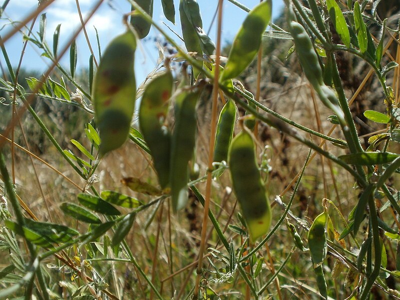 File:20120707Vicia cracca8.jpg