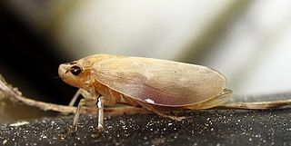 <i>Aphrophora cribrata</i> Species of true bug