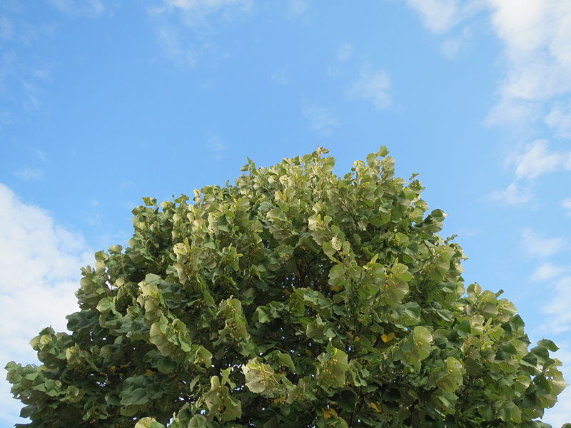 File:20130831Tilia tomentosa.jpg