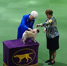 A Pug at the Westminster Kennel Club Dog Show in 2013. 2013 Westminster Kennel Club Dog Show- Pug (8465569441).jpg