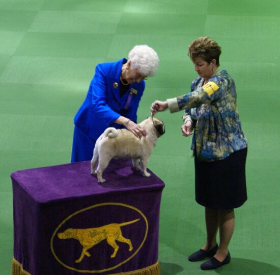 A Pug at the Westminster Kennel Club Dog Show in 2013.