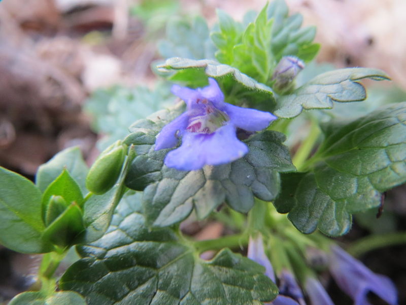 File:20140319Glechoma hederacea2.jpg