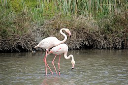 20170425 131 Camargue Flamingo (33654108203).jpg