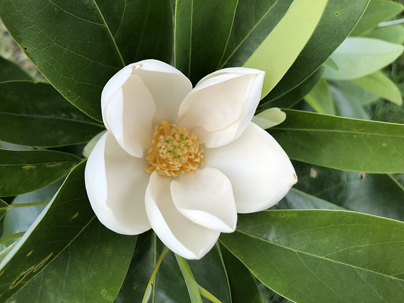 File:2018-06-06 15 54 59 A Sweetbay Magnolia blossom along Centreville Road (Virginia State Route 657) just south of McLearen Road (Virginia State Route 668) in Oak Hill, Fairfax County, Virginia.jpg