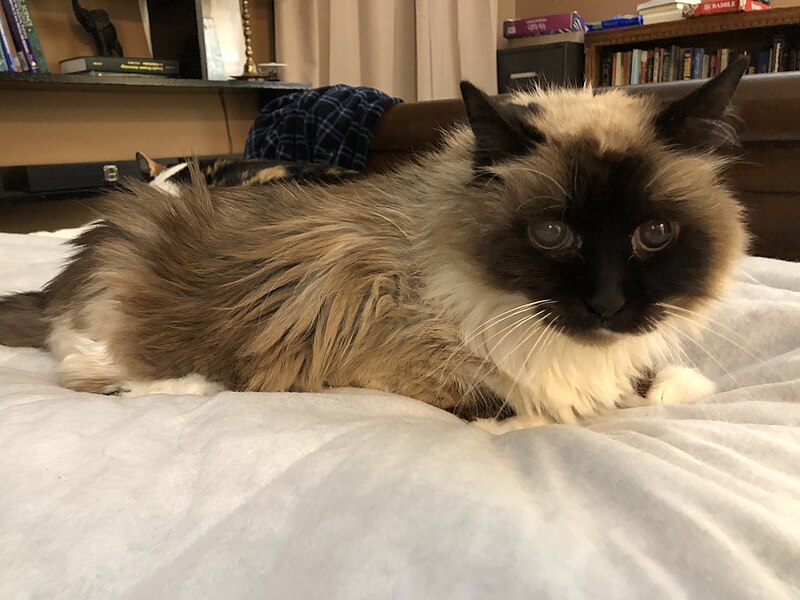 File:2019-11-04 09 52 22 A Ragdoll cat lying on a bed in the Franklin Farm section of Oak Hill, Fairfax County, Virginia.jpg
