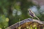 Thumbnail for File:20240706 juvenile northern mockingbird old south cemetery PD203982 06.jpg