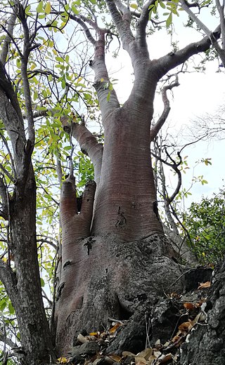 <i>Cyphostemma mappia</i> Species of vine