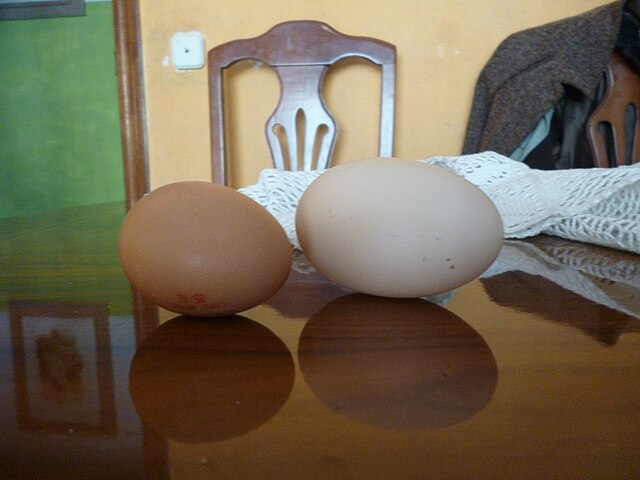 Huevos de las gallinas