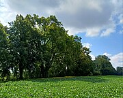 2 Linden am Lechrain Untermeitingen