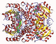 Modèle tridimensionnel de l'enzyme