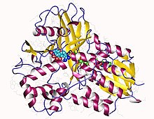 Modèle tridimensionnel de l'enzyme