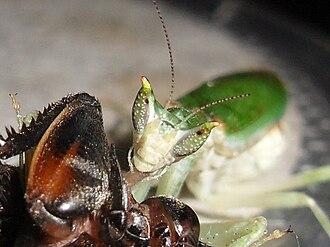 Adult female Pseudoharpax virescens have short antennae. This female has one broken antenna. 8937949 orig.jpg