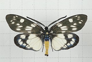 <i>Eterusia aedea</i> Species of moth