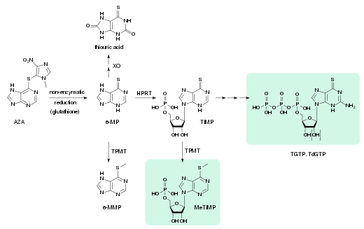 Metabolic pathway for azathioprine (AZA). Active metabolites are highlighted.
.mw-parser-output .hlist dl,.mw-parser-output .hlist ol,.mw-parser-output .hlist ul{margin:0;padding:0}.mw-parser-output .hlist dd,.mw-parser-output .hlist dt,.mw-parser-output .hlist li{margin:0;display:inline}.mw-parser-output .hlist.inline,.mw-parser-output .hlist.inline dl,.mw-parser-output .hlist.inline ol,.mw-parser-output .hlist.inline ul,.mw-parser-output .hlist dl dl,.mw-parser-output .hlist dl ol,.mw-parser-output .hlist dl ul,.mw-parser-output .hlist ol dl,.mw-parser-output .hlist ol ol,.mw-parser-output .hlist ol ul,.mw-parser-output .hlist ul dl,.mw-parser-output .hlist ul ol,.mw-parser-output .hlist ul ul{display:inline}.mw-parser-output .hlist .mw-empty-li{display:none}.mw-parser-output .hlist dt::after{content:": "}.mw-parser-output .hlist dd::after,.mw-parser-output .hlist li::after{content:" * ";font-weight:bold}.mw-parser-output .hlist dd:last-child::after,.mw-parser-output .hlist dt:last-child::after,.mw-parser-output .hlist li:last-child::after{content:none}.mw-parser-output .hlist dd dd:first-child::before,.mw-parser-output .hlist dd dt:first-child::before,.mw-parser-output .hlist dd li:first-child::before,.mw-parser-output .hlist dt dd:first-child::before,.mw-parser-output .hlist dt dt:first-child::before,.mw-parser-output .hlist dt li:first-child::before,.mw-parser-output .hlist li dd:first-child::before,.mw-parser-output .hlist li dt:first-child::before,.mw-parser-output .hlist li li:first-child::before{content:" (";font-weight:normal}.mw-parser-output .hlist dd dd:last-child::after,.mw-parser-output .hlist dd dt:last-child::after,.mw-parser-output .hlist dd li:last-child::after,.mw-parser-output .hlist dt dd:last-child::after,.mw-parser-output .hlist dt dt:last-child::after,.mw-parser-output .hlist dt li:last-child::after,.mw-parser-output .hlist li dd:last-child::after,.mw-parser-output .hlist li dt:last-child::after,.mw-parser-output .hlist li li:last-child::after{content:")";font-weight:normal}.mw-parser-output .hlist ol{counter-reset:listitem}.mw-parser-output .hlist ol>li{counter-increment:listitem}.mw-parser-output .hlist ol>li::before{content:" "counter(listitem)"\a0 "}.mw-parser-output .hlist dd ol>li:first-child::before,.mw-parser-output .hlist dt ol>li:first-child::before,.mw-parser-output .hlist li ol>li:first-child::before{content:" ("counter(listitem)"\a0 "}
XO: xanthine oxidase
6-MP: 6-mercaptopurine
TPMT: thiopurine methyltransferase
6-MMP: 6-methylmercaptopurine
HPRT: hypoxanthine-guanine phosphoribosyltransferase
TIMP: thioinosine monophosphate, thioinosinic acid
MeTIMP: methyl-thioinosine monophosphate
TGTP: thioguanosine triphosphate
TdGTP: thio-deoxyguanosine triphosphate AZA metabolism.svg