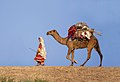 Moteris su kupranugariu Beludžistane