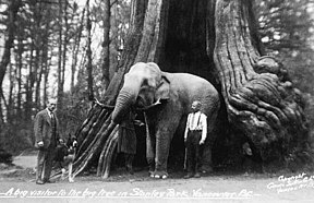 Vancouver B.C'deki Stanley Park'taki büyük ağaca büyük bir ziyaretçi ... jpg