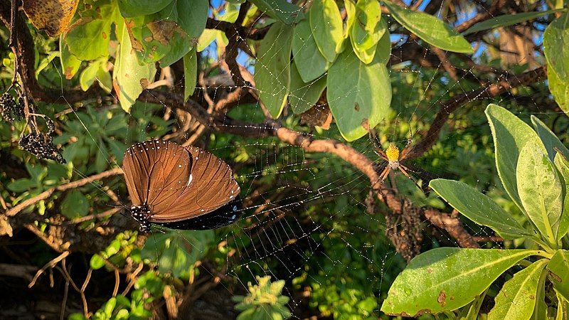 File:A butterfly caught in a spider's web. (49271509888).jpg