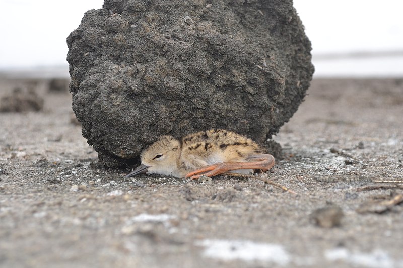 File:A hiding American avocet (Recurvirostra americana) chick (6551228265).jpg