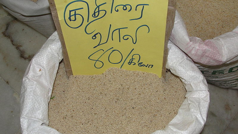 File:A horse tail millet.JPG