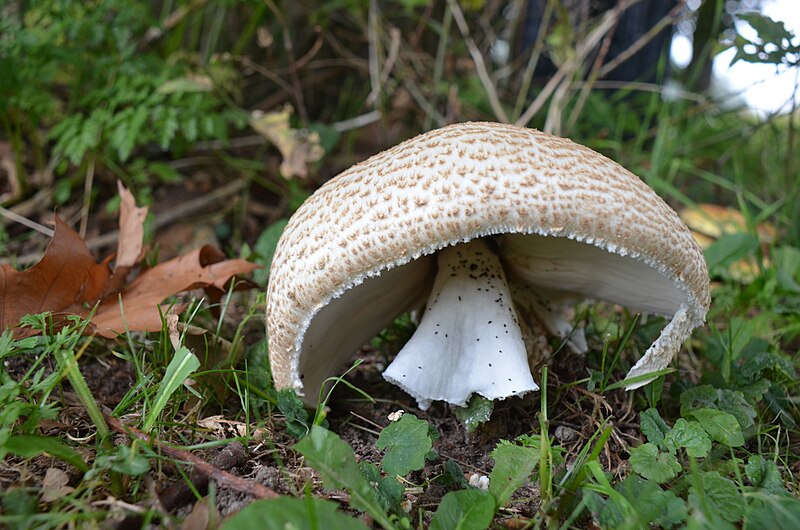 File:A very beautiful Agaricus augustus (The Prince, D= Riesen-Champignon or Braunschuppiger, F= L'agaric impérial ou agaric auguste, NL= Reuzenchampignon) near Halle with a big robe. The shape is magnificent - panoramio.jpg