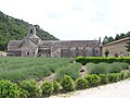 Abbaye de Sénanque in der Nähe von Gordes 14.06.2007