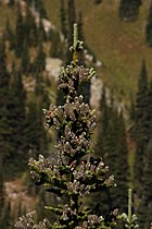 Mount Rainier National Park