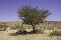 * Nomeamento Acacia tree in Dghoumes National park in Tozeur in Tunisia --IssamBarhoumi 14:42, 7 May 2024 (UTC) * Promoción  Support Borderline resolution but still ok as it's very good and nine years old. --Plozessor 04:20, 8 May 2024 (UTC)