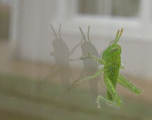 A. ruficornis nymph. Lateral aspect, sitting on glass window. The brown colour only develops at the final ecdysis. Acanthacris ruficornis Garden Locust nymph 8800s.jpg