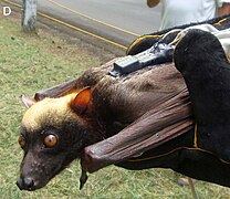 Giant golden-crowned flying fox