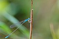 * Nomination Agriocnemis nana --Vengolis 04:15, 25 May 2015 (UTC) * Decline Sorry, it is not sharp at all. Also the background is posterized. --Cccefalon 09:51, 25 May 2015 (UTC)