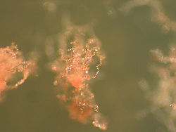 Acrasis rosea.