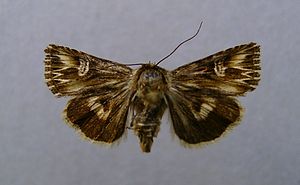 Actinotia radiosa.jpg