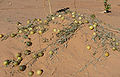 I ørkenen i Mauritania