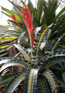 "Aechmea chantinii at the Berlin-Dahlem Botanical Garden and Botanical Museum