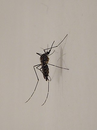 <i>Aedes koreicus</i> Species of fly