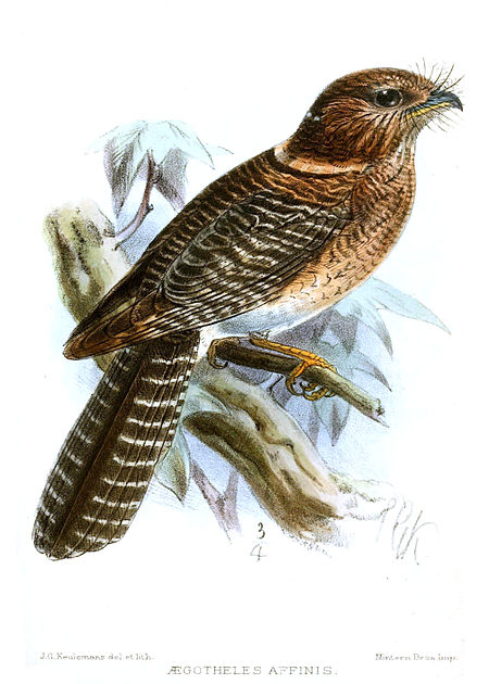 Hantukang Doberai (burung)