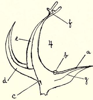 <i>Aenhenrya</i> Genus of flowering plants