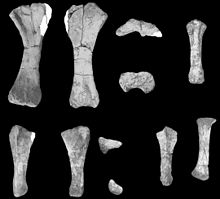 Aeolosaurus sp. forelimb elements Aeolosaurus forelimb.jpg