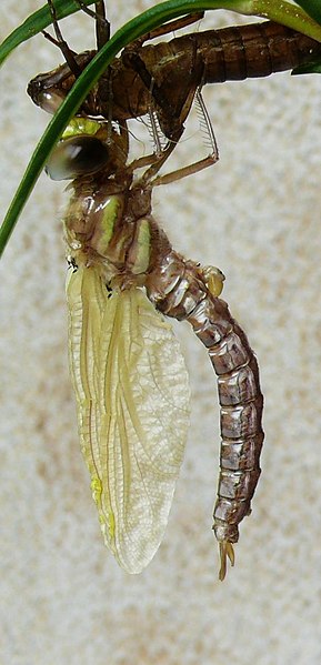 File:Aeshna juncea S91.jpg