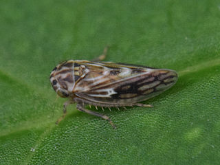 <span class="mw-page-title-main">Megophthalminae</span> Subfamily of leafhoppers