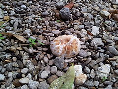 Agaric des trottoirs dans l'allée d'un parc à Paris