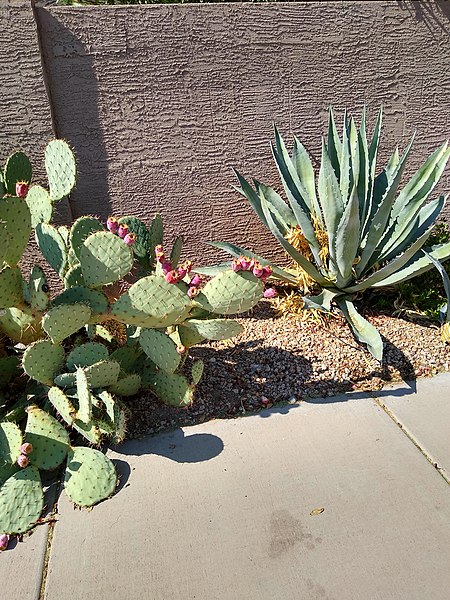 File:Agave and Prickly Pear.jpg