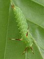 Aglia tau - caterpillar 05 (HS).jpg