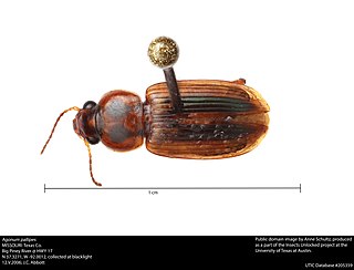 <i>Agonum pallipes</i> Species of beetle