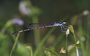 Agriocnemis splendidissima