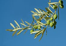 Extraction de l'huile d'olive — Wikipédia